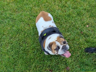 English Bulldog dogs 4 yr old female british bulldog - Advert 11