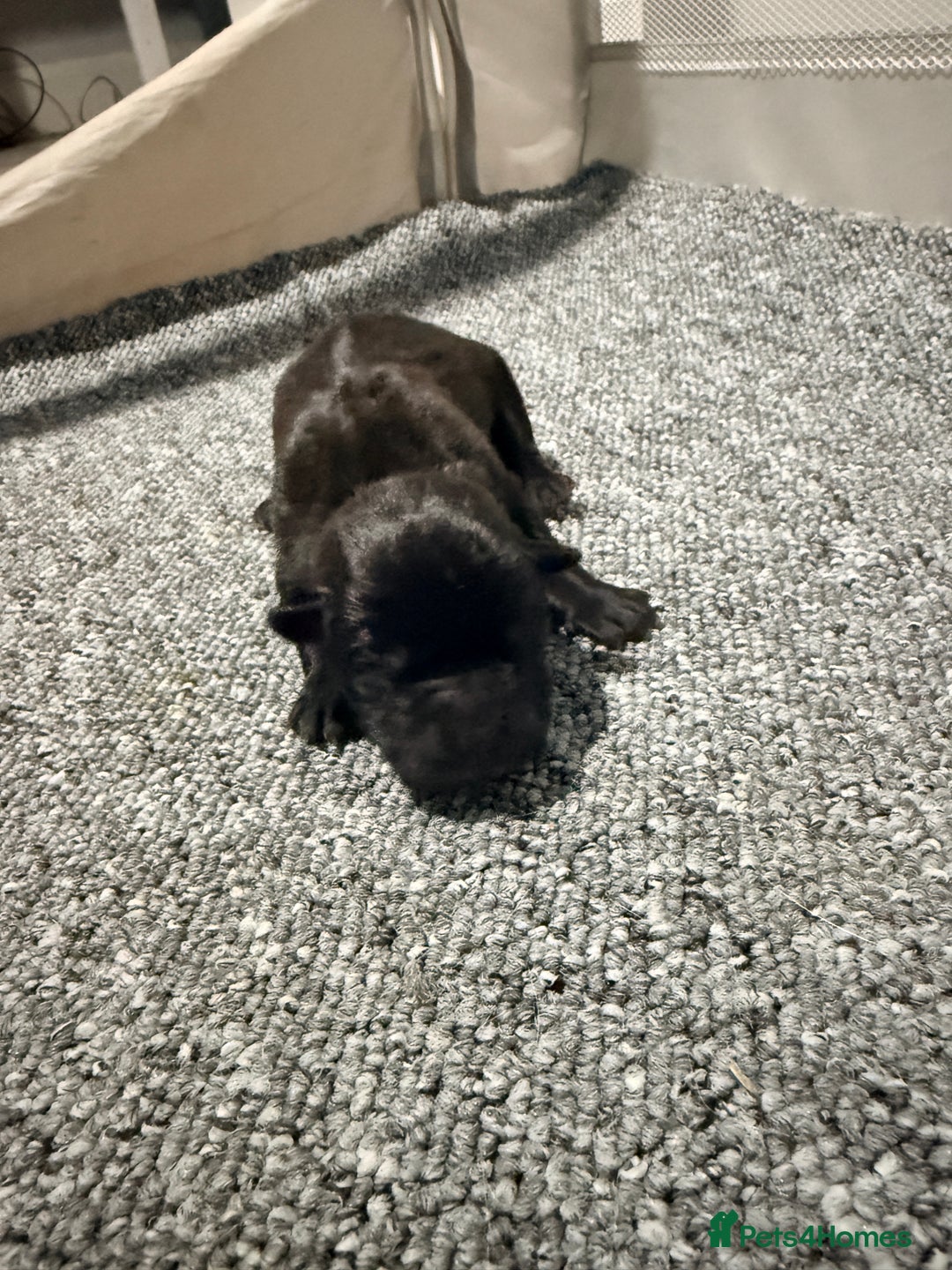 Mixed Breed dogs for sale: Beautiful cocker-Pei puppies - Advert 6