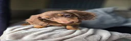 Miniature Dachshund dogs for sale: ❤️Miniature dachshund puppies❤️ - Advert 5
