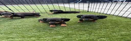 Dachshund dogs for sale: Dachshund  - Advert 12