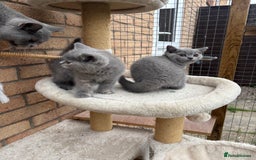 British Shorthair cats for sale: 🩵 1 blue/cream tortie BSH left to reserve 🩵 - Image 20
