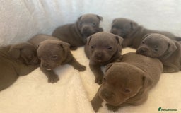 Staffordshire Bull Terrier dogs for stud: SOLID BLUE PIRO x JOKER BLOODLINE in London - Image 9