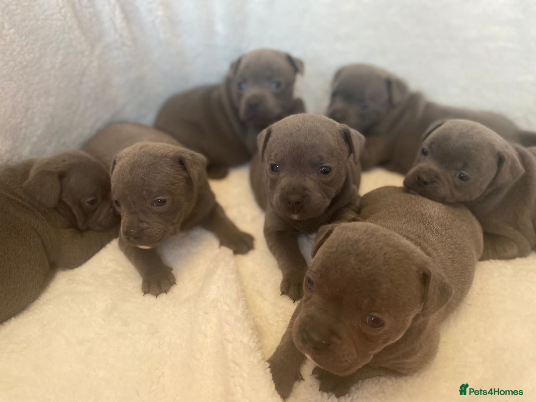 Staffordshire Bull Terrier dogs for stud: SOLID BLUE PIRO x JOKER BLOODLINE in London - Image 9