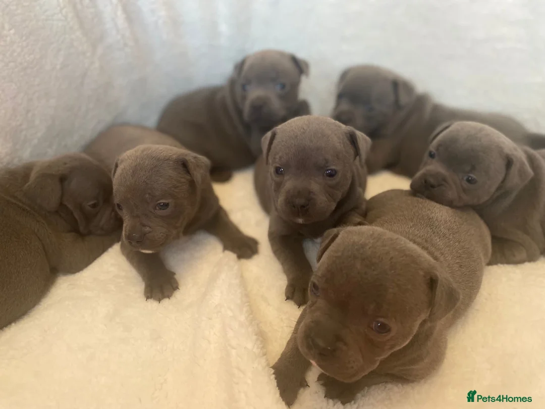 Staffordshire Bull Terrier dogs for stud: SOLID BLUE PIRO x JOKER BLOODLINE in London - Advert 9