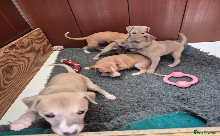Whippet dogs - Advert 1