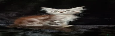Maine Coon 2