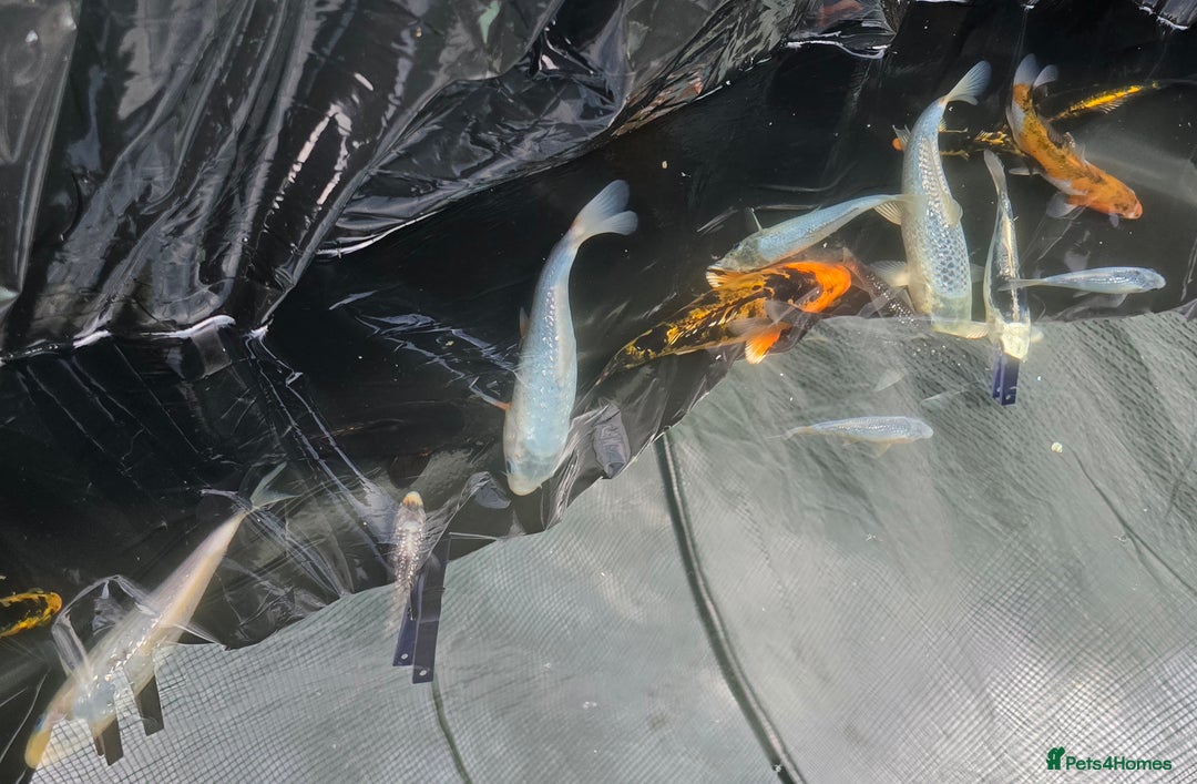 Koi Carp fish for sale: Young Koi for Sale - Image 5