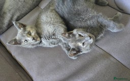 Mixed Breed cats for sale: 5 3/4 persian kittens ready now - Image 16