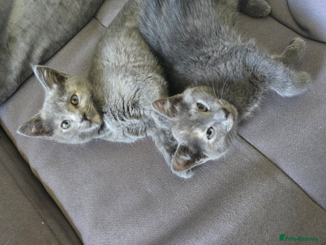 Mixed Breed cats for sale: 5 3/4 persian kittens ready now - Image 16