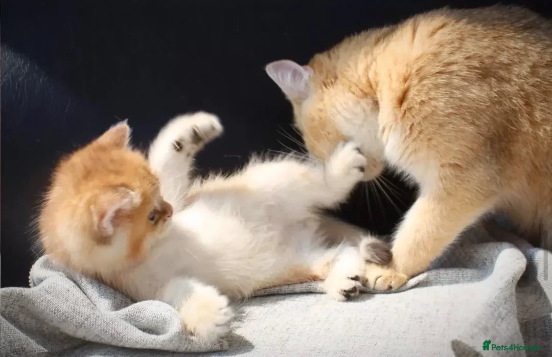 British Shorthair cats for sale: Beautiful golden/gold British shorthair kitten - Advert 9
