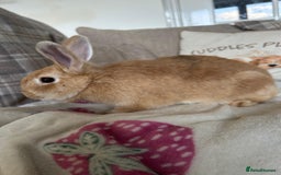 Mini Lop rabbits for sale:  Adorable Bonded Rabbits Looking for a Loving Home - Image 4