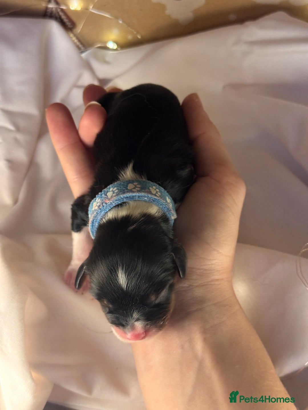 Cavalier King Charles Spaniel dogs for sale: Stunning pups DNA HEALTH TESTED PARENTS  - Advert 13