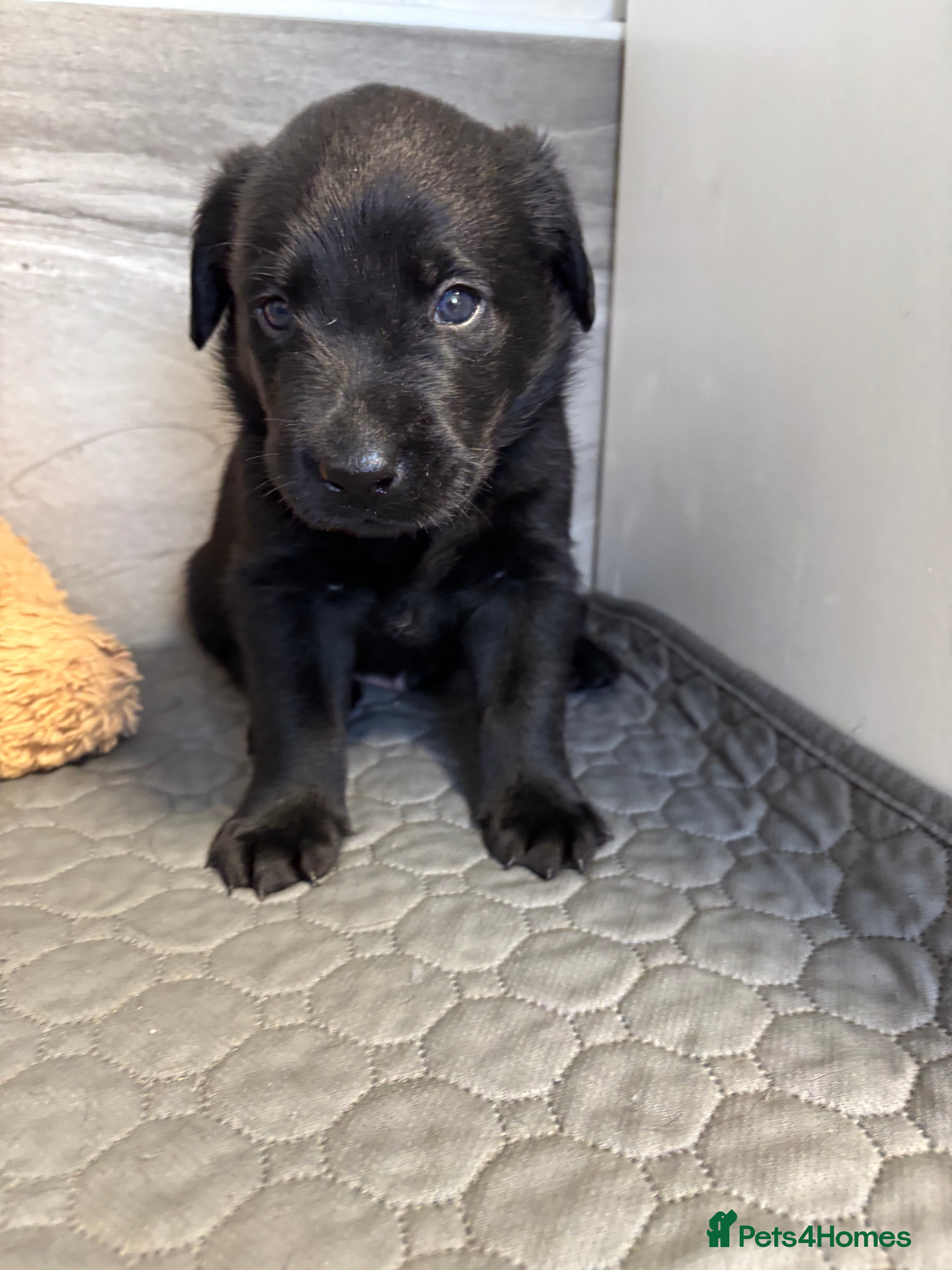 Labrador Retriever dogs Beautiful KC Registered Chunky Black Lab puppies  - Advert 2