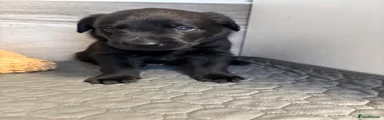 Labrador Retriever 1