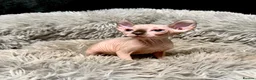 Sphynx cats for sale: TICA Reg Sphynx Kittens, Extensive Genetic Testing - Advert 3