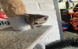 Mixed Breed cats for sale: 3 beautiful kittens  - Image 9