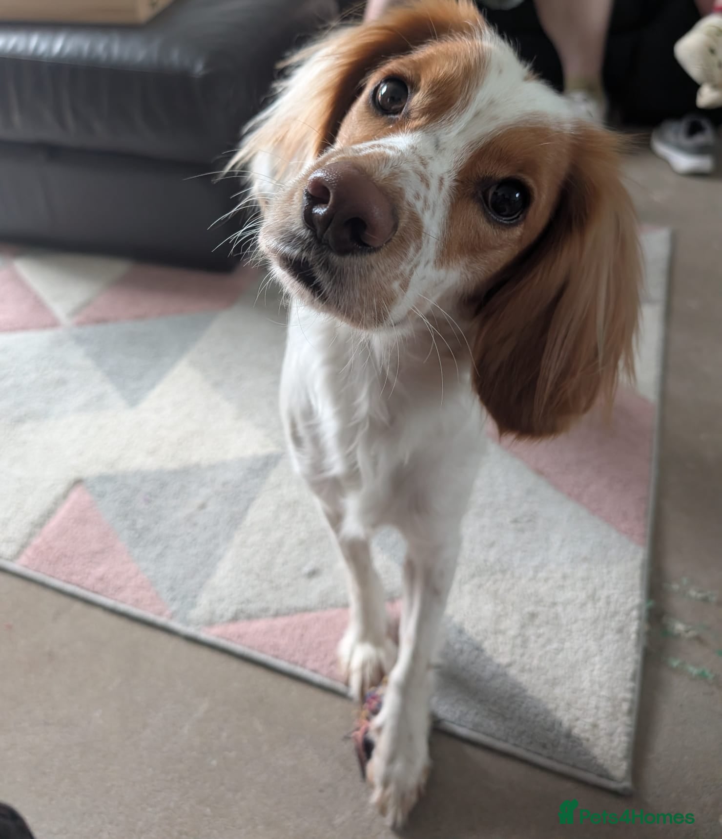 Brittany Spaniel dogs Cookie  - Advert 1