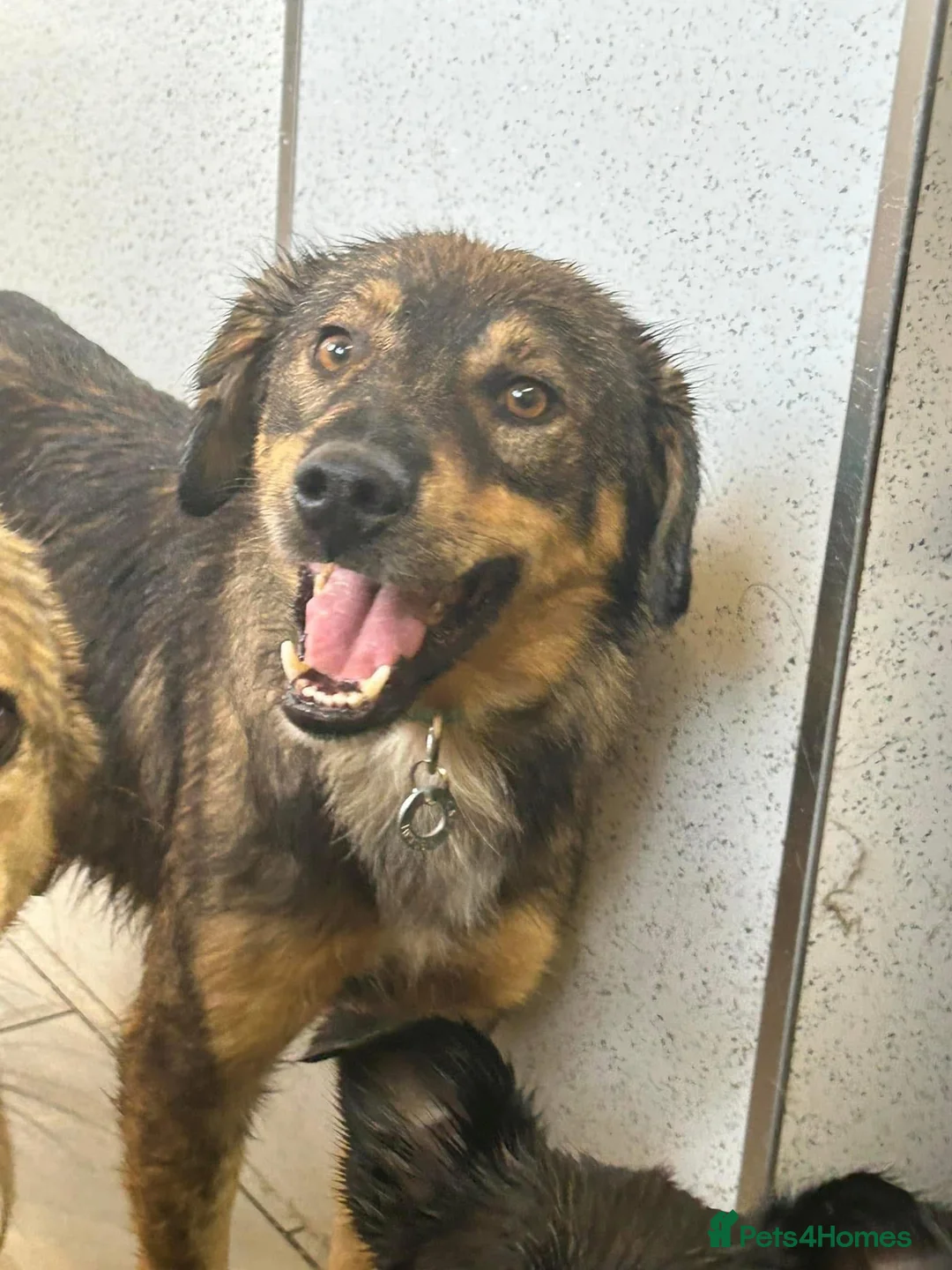 Mixed Breed dogs for adoption: Hovis - Norwich Norfolk  in Norwich - Advert 9