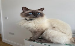 Ragdoll cats for sale: MISSING RAGDOLL - Image 7