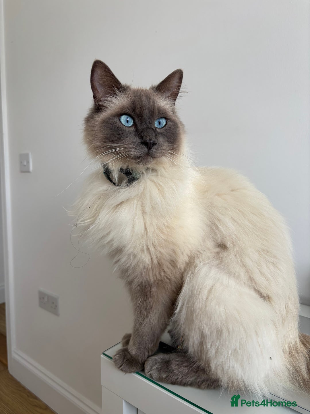 Ragdoll cats for sale: MISSING RAGDOLL - Image 7