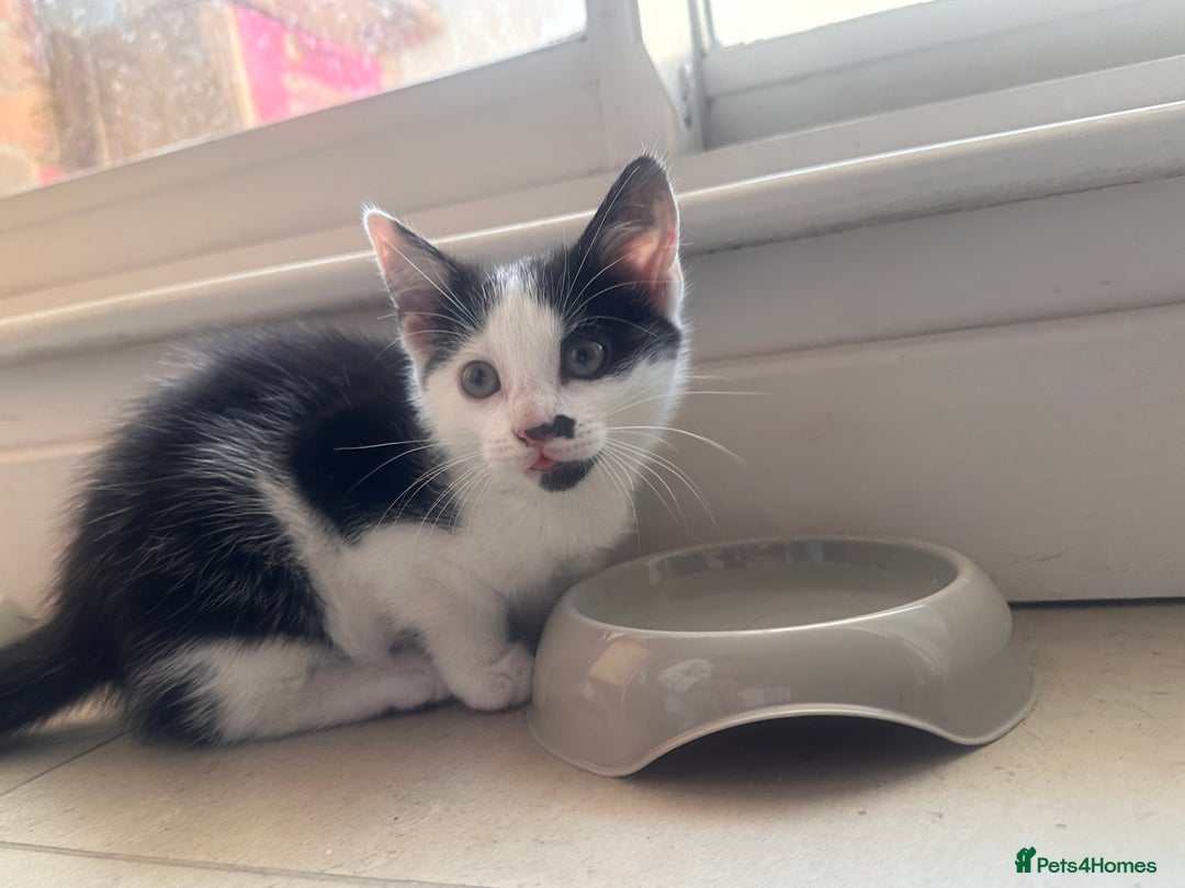 Domestic Shorthair cats for sale: Kittens for Sale!!! - Image 1