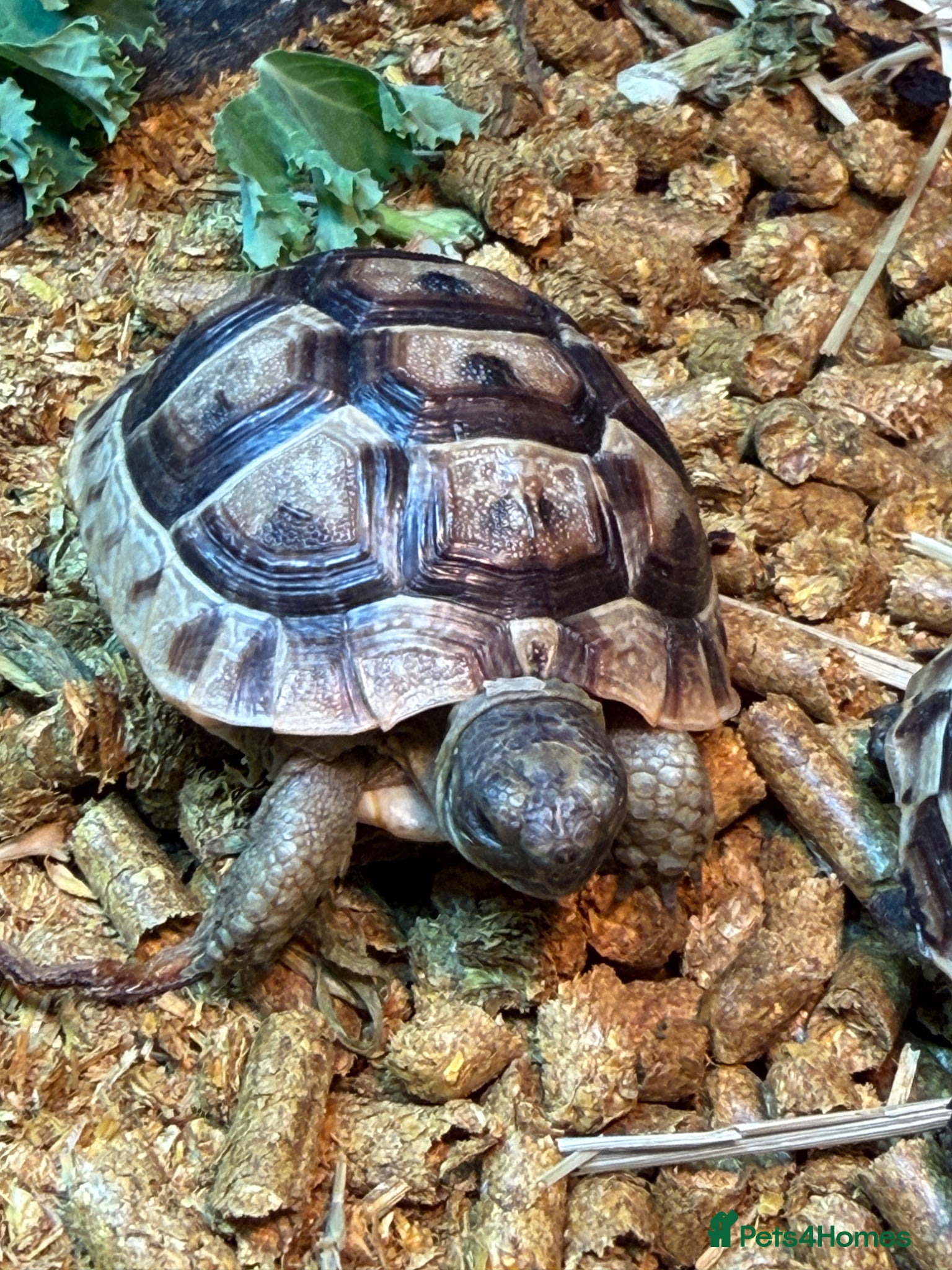 Tortoise reptiles Spur Thighed Tortoise - Advert 10