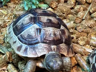 Tortoise reptiles Spur Thighed Tortoise - Advert 10