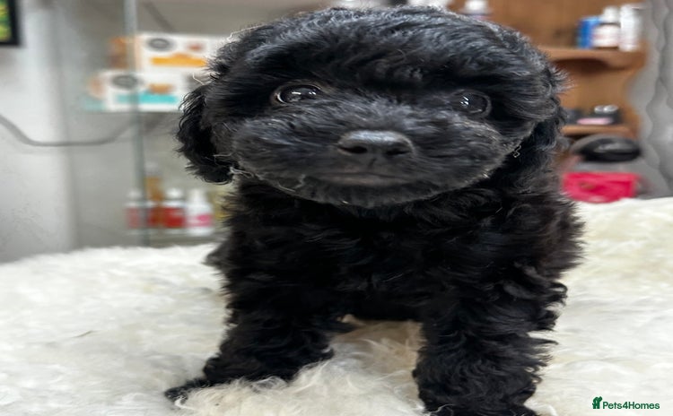 Miniature Poodle dogs - Advert 3