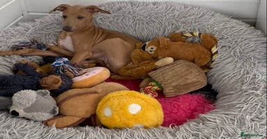 Italian Greyhound dogs - Advert 8