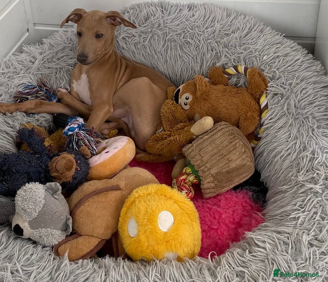 Italian Greyhound dogs for sale: ITALIAN GREYHOUND PUPPIES  - Image 3