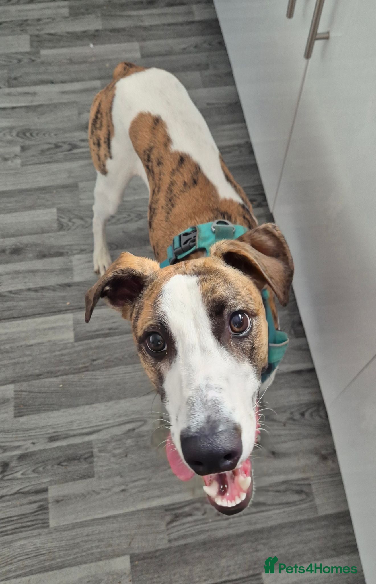 Lurcher dogs Toby 7 month old male lurcher  - Advert 12