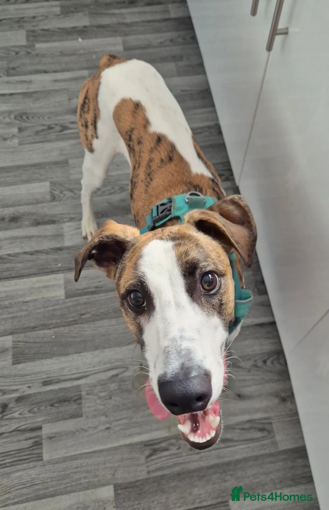 Lurcher dogs for sale: Toby 7 month old male lurcher  - Advert 1