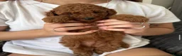 Miniature Poodle dogs for sale: Beautiful Miniature Poodle Puppies 🐾 - Advert 11