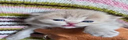 British Longhair cats for sale: TICA Registered British longhair kittens - Advert 10
