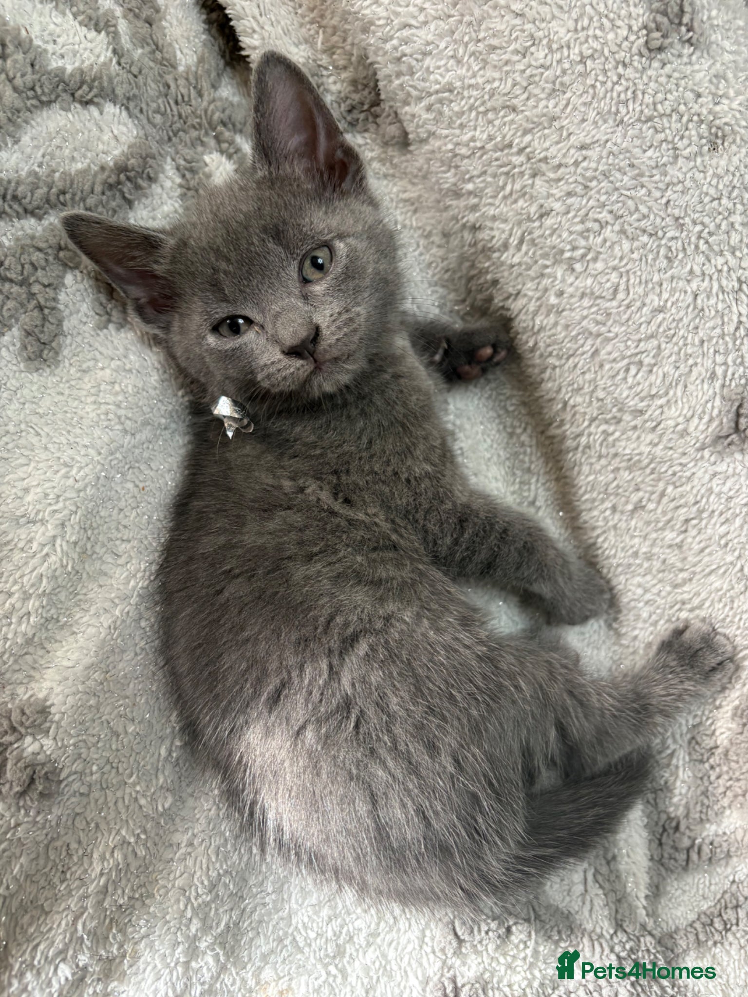 Russian Blue cats for sale: Blue Russian kittens - Advert 13