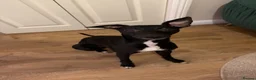 Whippet dogs for stud: Jett Black - Advert 13