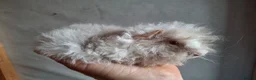 Guinea Pig rodents for sale: Lunkarya  - Advert 10