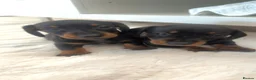 Dachshund dogs for sale: Standard Dachshund Puppies - Advert 19