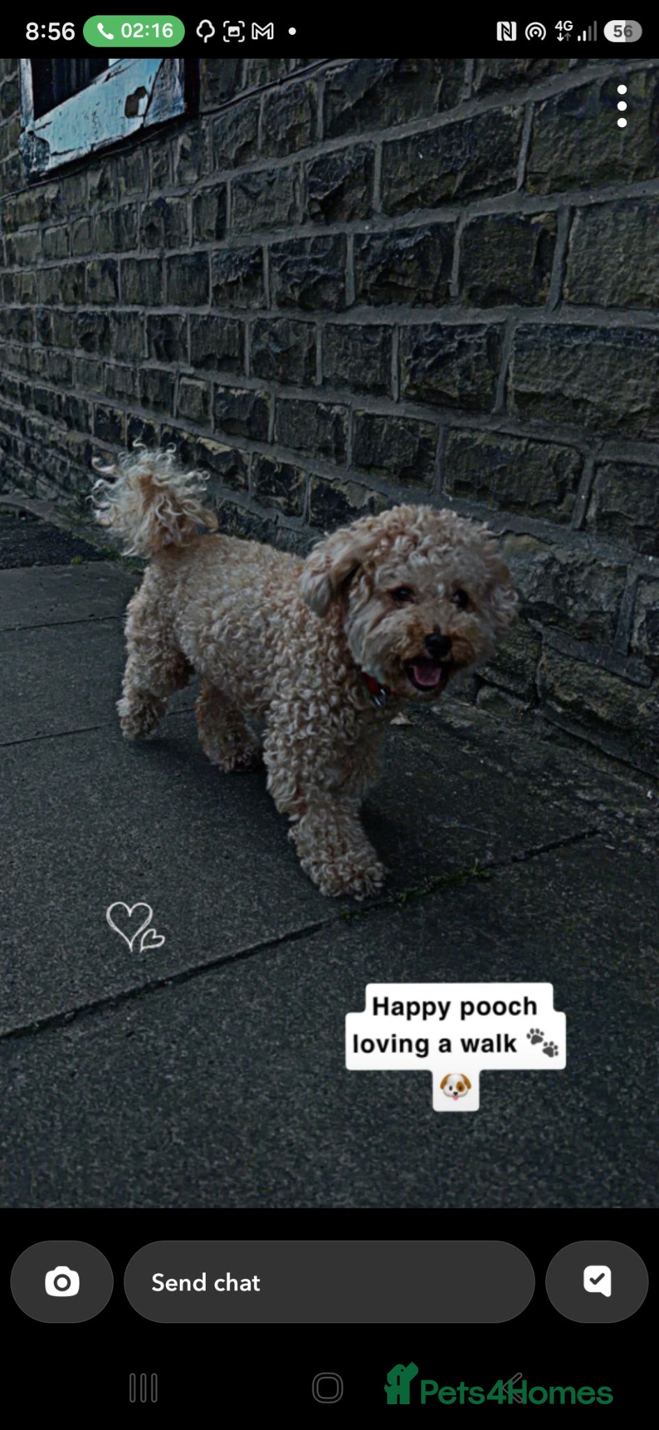 Mixed Breed dogs Cocker Spaniel/Poochon - Advert 1