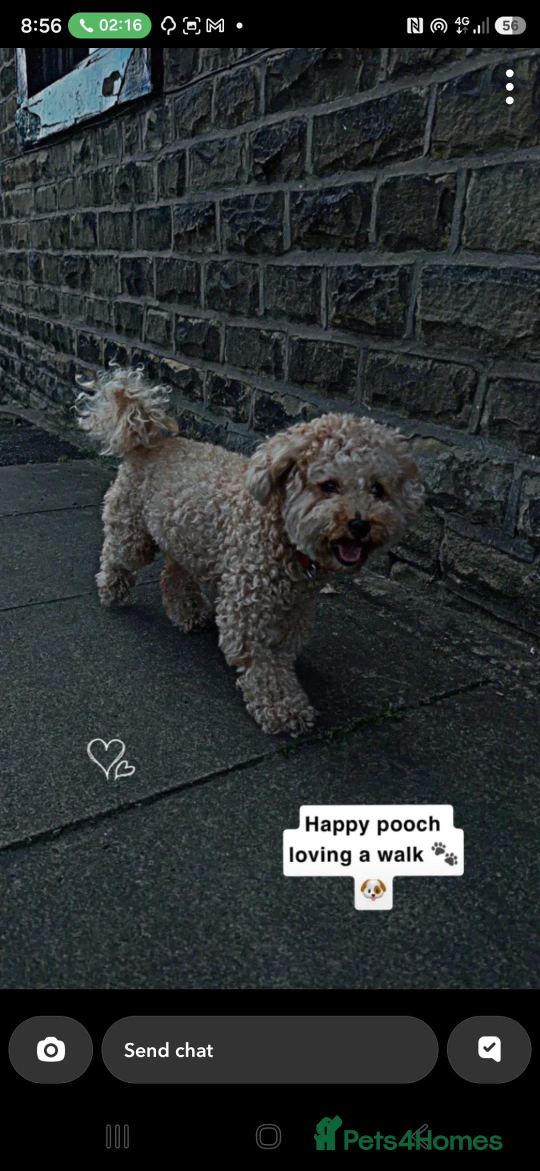 Mixed Breed dogs for sale: Cocker Spaniel/Poochon in Blackburn - Advert 1