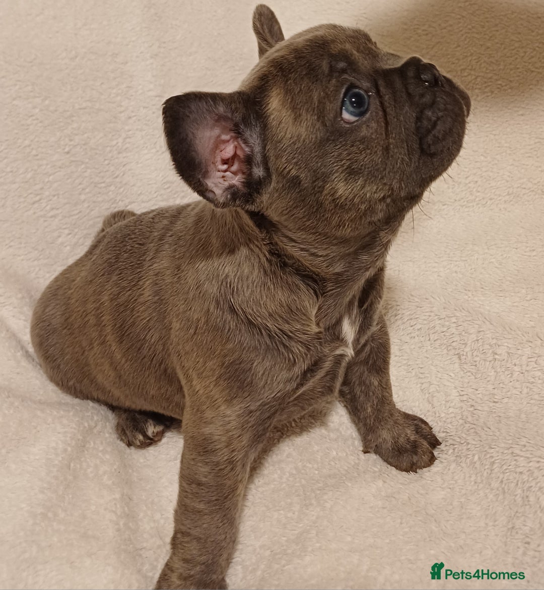 French Bulldog dogs for sale: Beautiful litter of amazing babies  - Advert 10