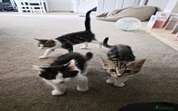 Domestic Shorthair cats for sale: 3 female kittens *READ DESCRIPTION* - Image 1