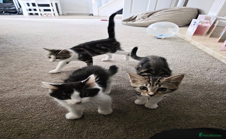 Domestic Shorthair cats - Advert 1