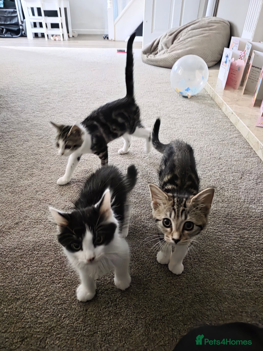 Domestic Shorthair cats for sale: 3 female kittens *READ DESCRIPTION* - Image 1