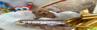 Maltipoo 2