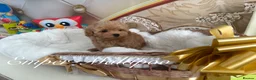 Maltipoo dogs for sale: Tiny teddy Maltipoo- from Asian teddy poodle dad - Advert 10