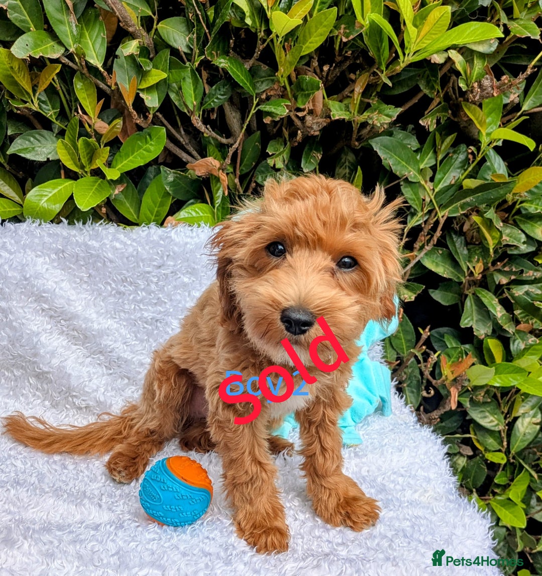 Maltipoo dogs for sale: Stunning multipoos in Ilford - Image 7