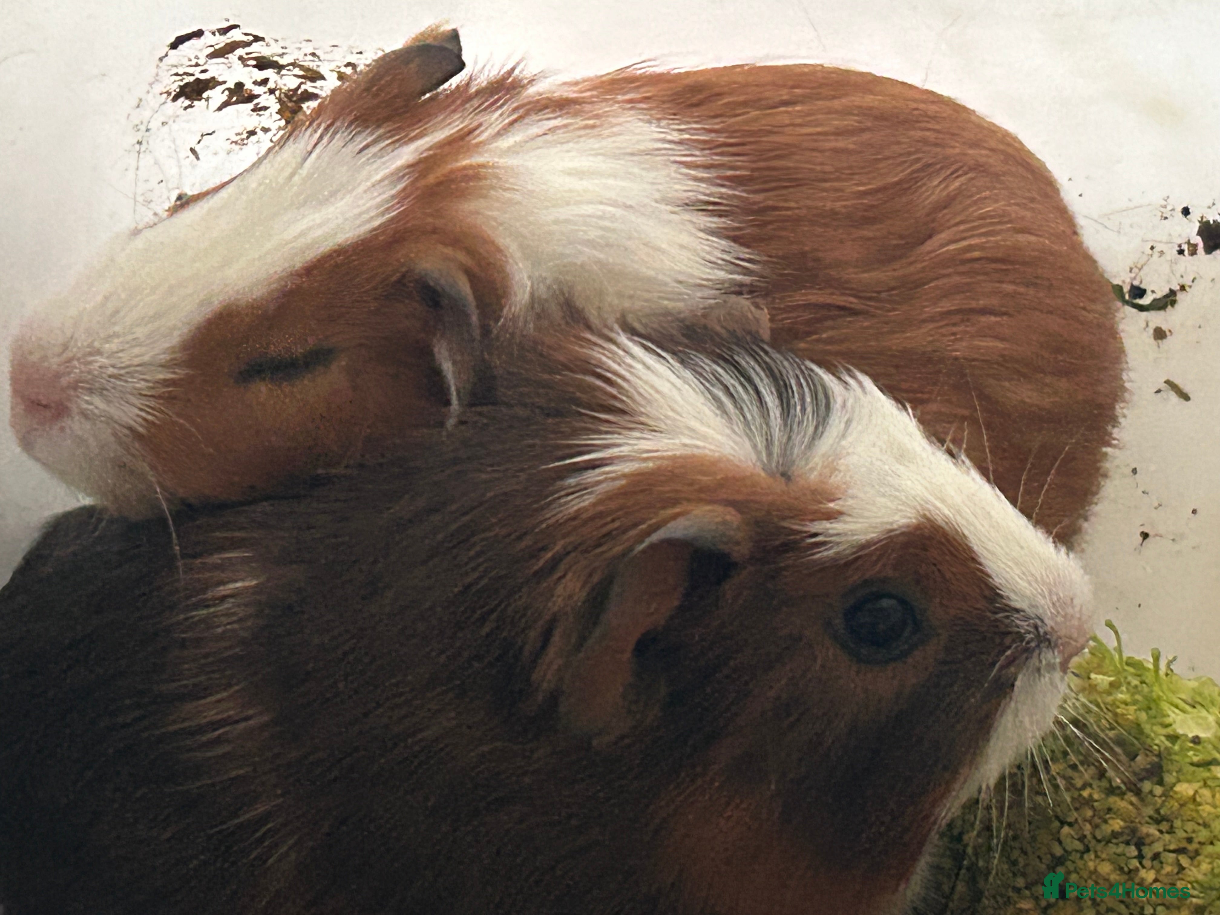Guinea Pig rodents Beautiful Baby Guinea Pigs. - Advert 2