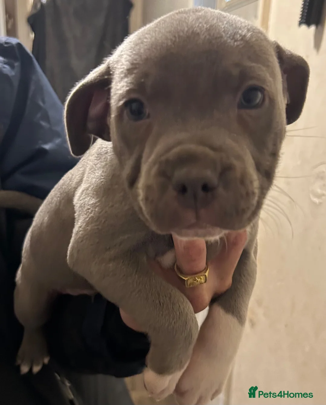 Staffordshire Bull Terrier dogs for sale: Blue Staffordshire terrier in Swansea - Advert 2