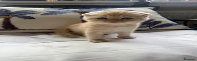 Scottish Fold 3
